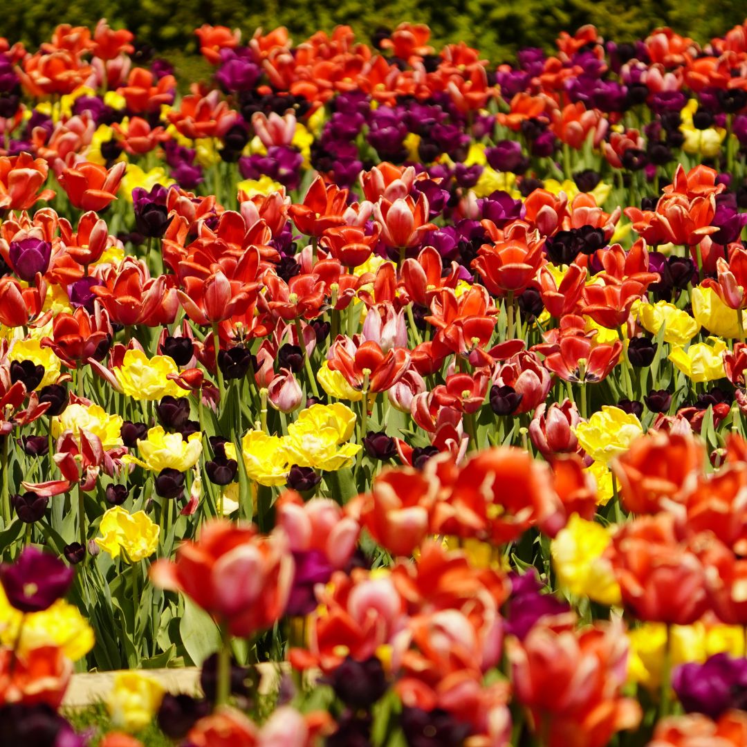 FloraFusions! (Pack of 100)
